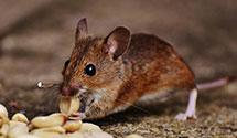 24 Hour & Emergency Exterminators in South Twigg, IL